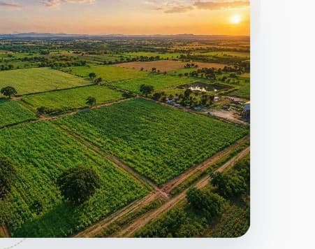 Aerial view of green farmland plots at golden hour